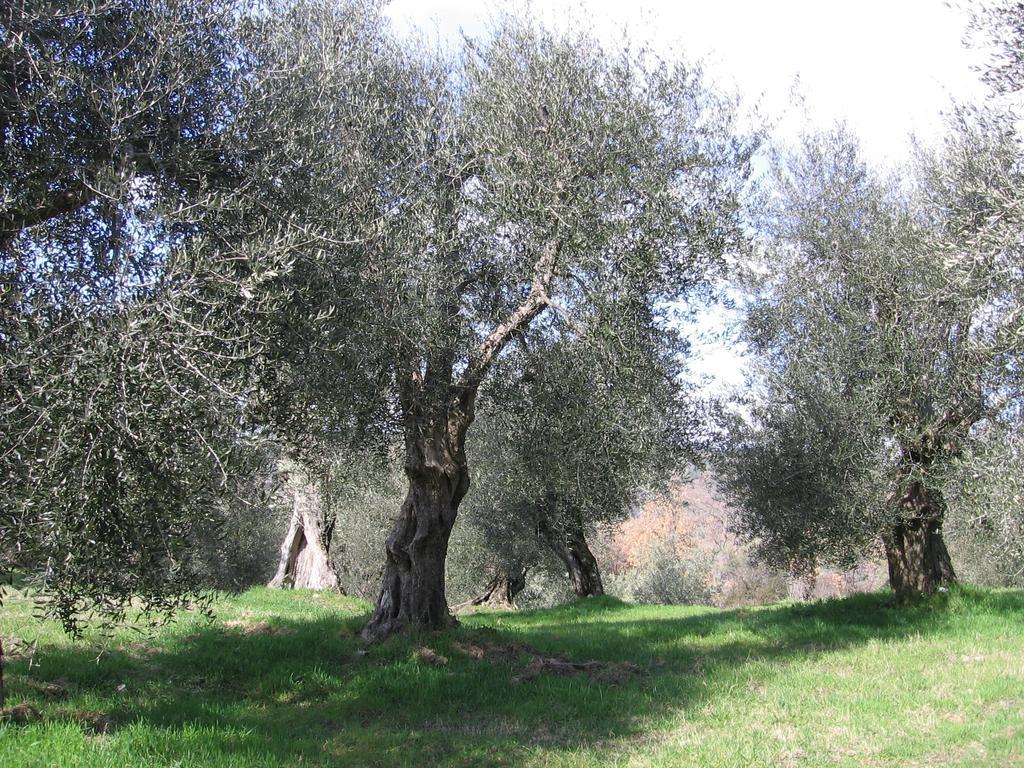 Casa Fioranna Villa Seggiano Bilik gambar
